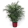15 Bamboo palm Seeds for HOUSE PLANTS