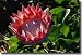 King Protea Flower Kirstenbosch Gardens Cape Town Republic Of South Africa Giclee Print