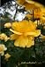 Henry Fonda Tree Rose Five Gallon
