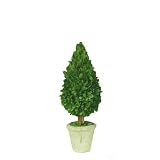 Preserved Boxwood Tear Drop Topiary 13.5"