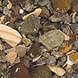 African Cichlid Mix Rift Lake Authentic