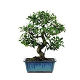BonsaiOutlet Bonsai Tree - - Golden Gate Ficus Bonsai Tree BonsaiOutlet Bonsai Tree - - Golden Gate Ficus Bonsai Tree