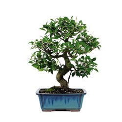 BonsaiOutlet Bonsai Tree - - Golden Gate Ficus Bonsai Tree