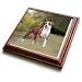 Dogs Pitbull - American Pit Bull Terrier - Trivets
