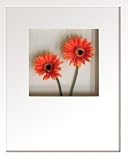 �s�t�����[�t���[���tHana concept frame Gerbera/orangered�i�K�[�x��/�I�����W���b�h�j