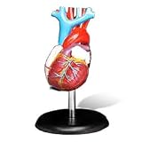 Budget Life Size Heart Model