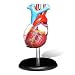 Budget Life-size Heart Model  #CH7 by Anatomical Chart Co