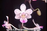 Phal lindenii 'Mendenhall' HCC/AOS x Doritis pulcherrima