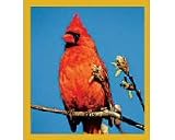 Red Cardinal