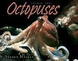 Octopuses (Animal Prey)