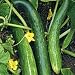 Organic Satsuki Madori Cucumber - 50 Seeds