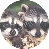 3 RACOONS Fridge Magenet