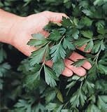 Herb Parsley Giant of Italy 200 Seeds per Packet