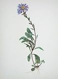 Berg-Sternblume Fine Art Poster Print by Moritz Michael Daffinger, 11x14