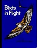 Birds in flight