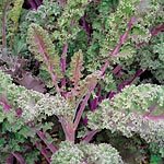 Kale Redbor Seeds (1 Pkt - 55 seeds)