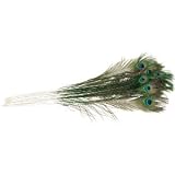 Long Peacock Eye Feathers 100 pack 35-40 inches