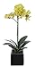 House of Silk Flowers Artificial 17-Inch Phalaenopsis Orchid, Mini, Green
