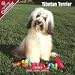Tibetan Terrier 2009 Wall Calendar