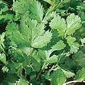 Organic Cilantro Seed - Slow Bolt