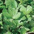 Organic Cilantro Herb 100 Seeds - Coriander Seed