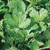 Organic Cilantro Herb 100 Seeds - Coriander Seed