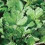 Organic Cilantro Herb 100 Seeds - Coriander Seed