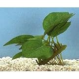 Anubias Plant - 3 in.