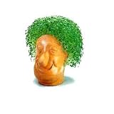 Chia Guy