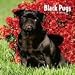 pug1  - Black Pugs 2010 Wall Calendar