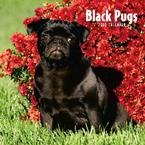 image link -  - B0028J4VVU