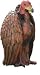 Rico The Vulture Statue Vicious bird of prey sculpture