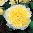 The Pilgrim--David Austin English Rose, Five Gallon Container