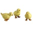 Chicks-Yellow - Set of 6