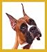   - Boxer Portrait Bookmark