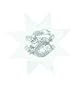Throwing Star Dragon Chrome 2.5"