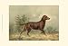 Irish Setter I - Alexander Pope Art Print Poster 19 x 13