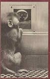 Love at Goon Park: Harry Harlow andt he Scienceof Affection