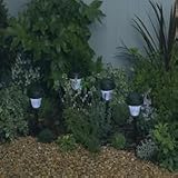 Solar white/multi lights in pack of 4