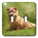 Dogs Norfolk Terrier - Norfolk Terrier - Light Switch Covers - double toggle switch