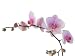 Bunch of Orchid with Lila Flowers - 24