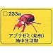 食玩 タカラ チョコQ 日本の動物 第10弾 233a.アブラゼミ(幼虫)地中生活期: メーカー:海洋堂 商品名:食玩 タカラ チョコQ 日本の動物 第10弾 233a.アブラゼミ(幼虫)地中生活期