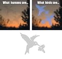 Hummingbird Decal Envelope