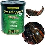 Exo-Terra Grasshoppers - X-Large - 2.4 oz.