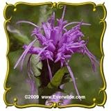 Scaly Blazing Star (Liatris squarrosa) Jumbo Wildflower Seed Packet (300)