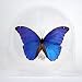 Blue Morpho Butterfly - Morpho Menelaus in 6