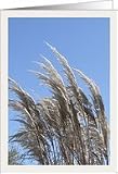 Pampas Grass and Blue Sky Blank Card