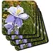 Blue Columbine (Colorado State Flower) - Set Of 8 Coasters - Soft