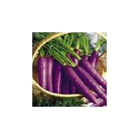 SUTTONS SEEDS: Carrot F1 Purple Haze Seeds (180 seeds)