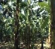 Dwarf Cavendish Banana Two Gallon